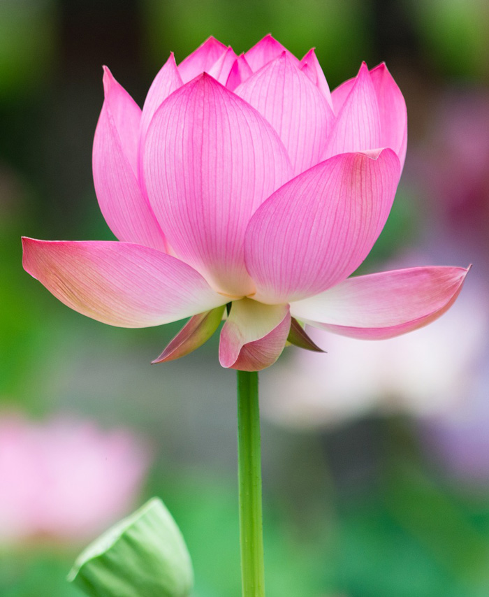 lotus-7-2